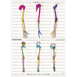 Osteoposter Sclerotomi Braccia e Gambe Verticale