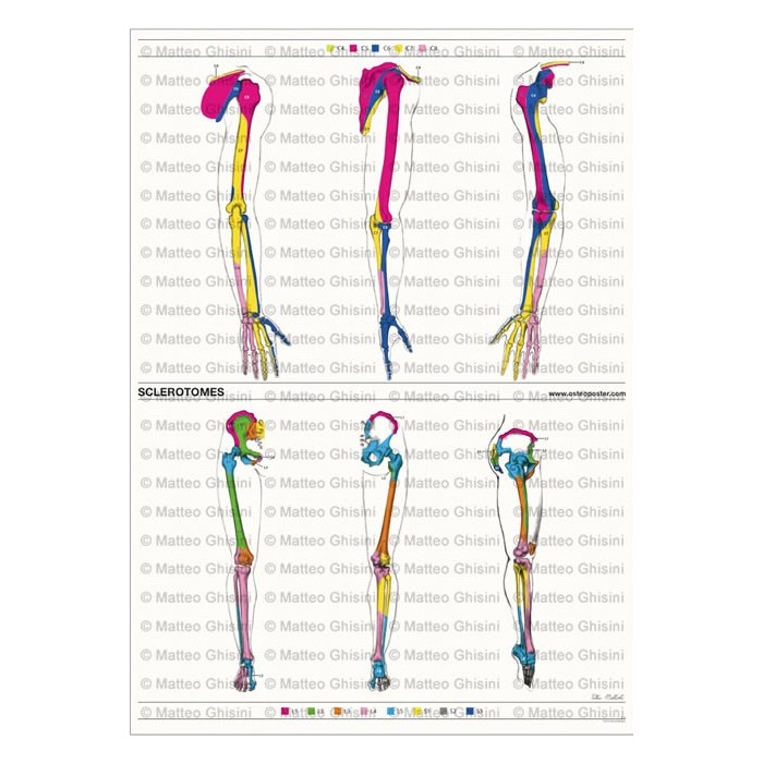 Miotomi Ruke Osteoposter Sclerotomi Braccia e Gambe Verticale