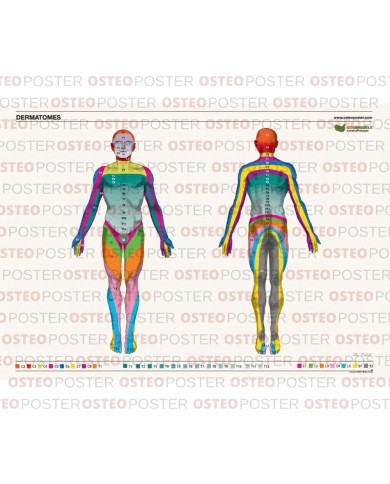 Osteoposter Dermatomi corpo intero 50x70 cm