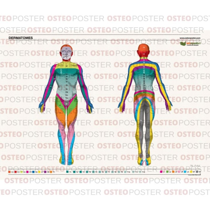 Miotomi Ruke Osteoposter Dermatomi corpo intero 50x70 cm