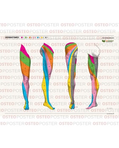 Osteoposter Dermatomi gambe 50x70 cm