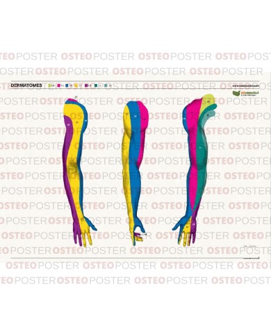 Osteoposter Dermatomi braccia 50x70 cm