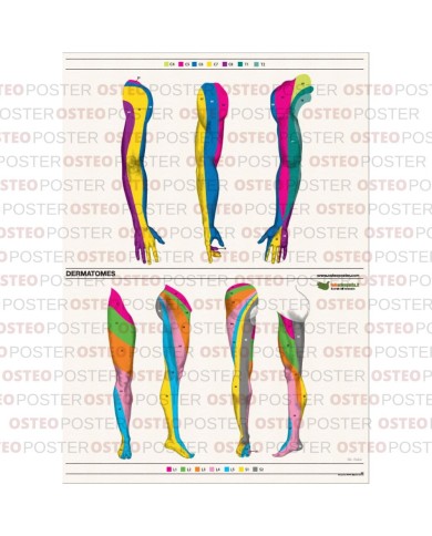 Osteoposter Dermatomi braccia e gambe 50x70 cm