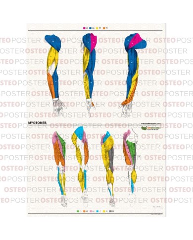 Osteoposter Miotomi braccia e gambe 50x70 cm