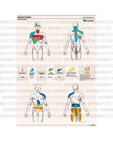 Osteoposter Viscerotomi Sistema Digestivo 50x70 cm