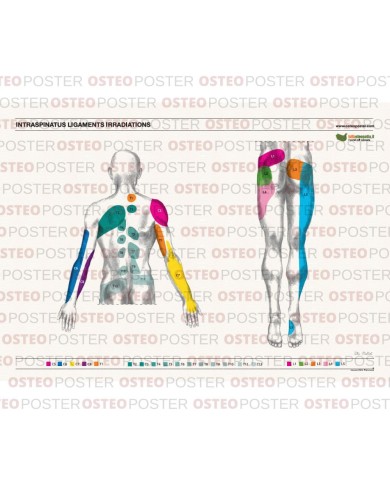 Osteoposter legamenti interspinosi dorsale 50x70 cm