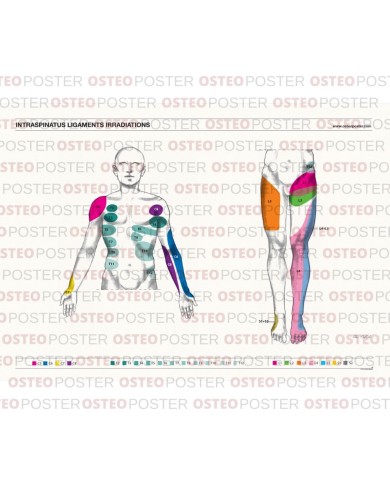 Osteoposter legamenti interspinosi frontale 50x70 cm