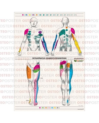 Osteoposter legamenti interspinosi frontale e dorsale 50x70 cm