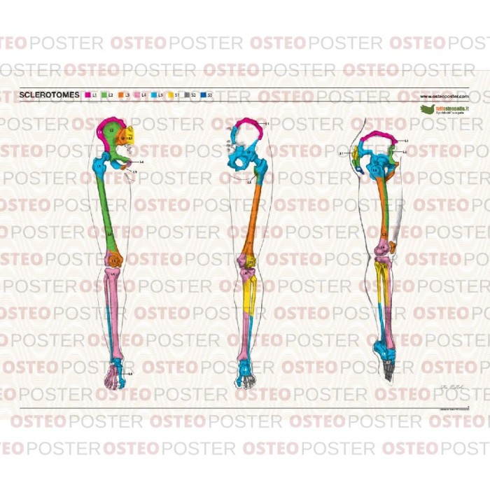 Miotomi Ruke Osteoposter Sclerotomi Gambe