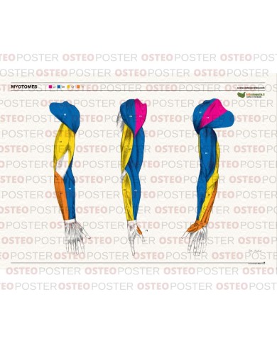 Osteoposter Miotomi braccia 50x70 cm