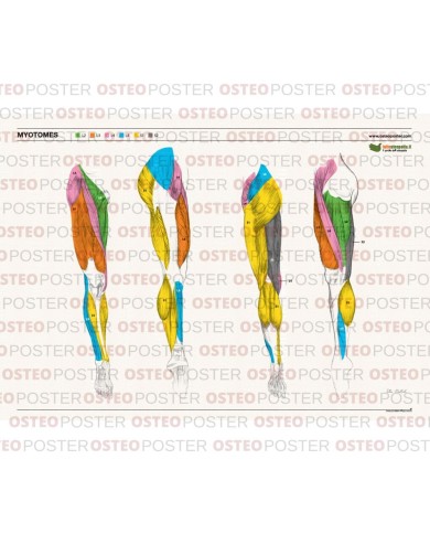 Osteoposter Miotomi gambe 50x70 cm