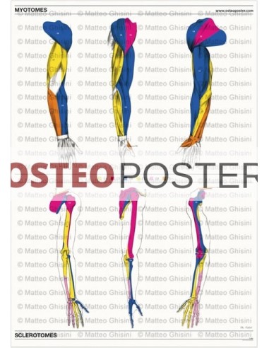 Osteoposter - Myotomes and...