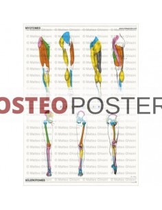 Osteoposter - Miotomi e...