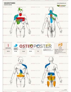 Osteoposter - Viscerotomi Sistema digestivo Verticale