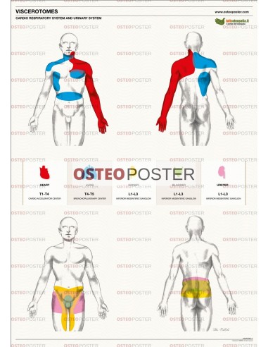 Osteoposter - Viscerotomi Sistema Cardio e Urinario Verticale