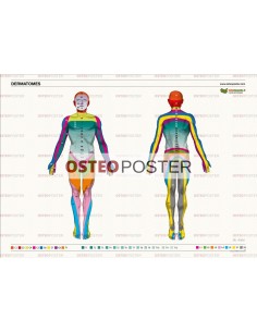 Osteoposter - Dermatomi corpo intero