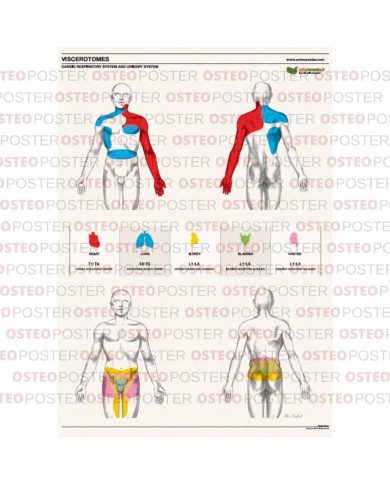 Osteoposter Viscerotomi Sistema Cardio Urinario 50x70 cm