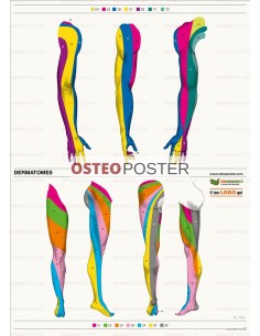 Osteoposter - Dermatomi Braccia e Gambe Verticale
