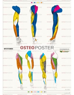 Osteoposter - Miotomi Braccia e  Gambe, Verticale