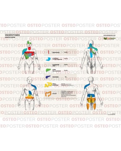 Osteoposter Viscerotomi Sistema Digestivo 50x70 cm