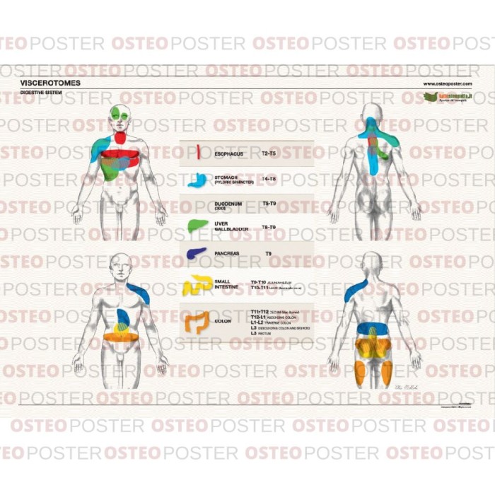 Miotomi Ruke Osteoposter Viscerotomi Sistema Digestivo 50x70 cm