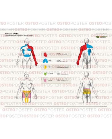 Osteoposter Viscerotomi Sistema Cardio Urinario 50x70 cm